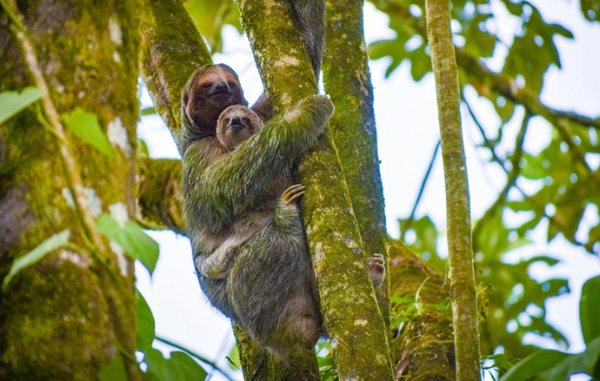 Ketahui 4 Hal Ini sebelum Wisata Luar Negeri ke Costa Rica!